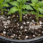 Blogiausia dirva idealiai tinka pomidorų daigams po vieno paprasto papildymo blogiausia-dirva-idealiai-tinka-pomidoru-daigams-po-vieno-paprasto-papildymo.png