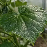 Dėl pigaus farmacinio produkto baltasparnis ant agurkų išnyks per naktį del-pigaus-farmacinio-produkto-baltasparnis-ant-agurku-isnyks-per-nakti.png