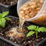 Duonos starteris leis daigams augti dvigubai greičiau duonos-starteris-leis-daigams-augti-dvigubai-greiciau.png