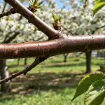 H1: Amarai ant vyšnių vasarą išnyks visam laikui po vieno paprasto pavasarinio gydymo h1-amarai-ant-vysniu-vasara-isnyks-visam-laikui-po-vieno.png