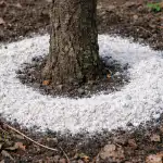 H1: slyva džiūsta ir neduoda vaisių: kodėl pavasarį visada apibarstau ratą aplink kamieną dolomito miltais h1-slyva-dziusta-ir-neduoda-vaisiu-kodel-pavasari-visada-apibarstau.png