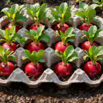 Kibiro ridikėlių derliaus, naudojant įprastą kiaušinių dėklą, paslaptis kibiro-ridikeliu-derliaus-naudojant-iprasta-kiausiniu-dekla-paslaptis.png