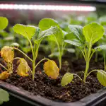 Kodėl kopūstų daigai gelsta ir džiūsta, kai trūksta pavasarinės saulės? kodel-kopustu-daigai-gelsta-ir-dziusta-kai-truksta-pavasarines-saules.png