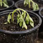 Kodėl pomidorų daigai nukrenta iškart nuskynus? kodel-pomidoru-daigai-nukrenta-iskart-nuskynus.png