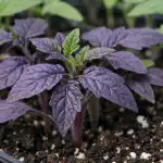 Kodėl pomidorų daigai staiga tampa purpuriniai? kodel-pomidoru-daigai-staiga-tampa-purpuriniai.png