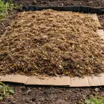 Pamirštas pavasario piktžolių kontrolės būdas be alinančio ravėjimo pamirstas-pavasario-piktzoliu-kontroles-budas-be-alinancio-ravejimo.png