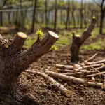 Pavasarinis vynuogių genėjimas pavers jūsų sodą uogų konvejeriu pavasarinis-vynuogiu-genejimas-pavers-jusu-soda-uogu-konvejeriu.png