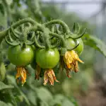penkios-tusciu-ziedynu-priezastys-ir-patikrintas-budas-kaip-pomidorai-duoti.png