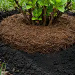 Spygliuočių kraiko paslaptys sprogiam krūmų augimui pavasarį spygliuociu-kraiko-paslaptys-sprogiam-krumu-augimui-pavasari.png