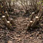 Stambių uogų paslaptis slypi pavasariniame sausmedžių genėjime stambiu-uogu-paslaptis-slypi-pavasariniame-sausmedziu-genejime.png