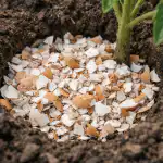 Stiprių daigų ir didelių pomidorų paslaptis slypi paprastuose kiaušinių lukštuose stipriu-daigu-ir-dideliu-pomidoru-paslaptis-slypi-paprastuose-kiausiniu-lukstuose.png