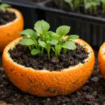 Stiprių daigų paslaptis slypi paprastoje apelsino žievėje stipriu-daigu-paslaptis-slypi-paprastoje-apelsino-zieveje.png