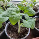 Galingas augimo stimuliatorius iš šaldytuvo, kuris leis daigams vystytis dvigubai greičiau galingas-augimo-stimuliatorius-is-saldytuvo-kuris-leis-daigams-vystytis-dvigubai.png