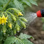 Gausaus žydėjimo ir pomidorų kiaušidžių paslaptis naudojant farmacinį produktą gausaus-zydejimo-ir-pomidoru-kiausidziu-paslaptis-naudojant-farmacini-produkta.png