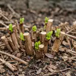 Kaip padaryti, kad hortenzijos išaugintų didžiules gėlių galvutes pavasarį genint kaip-padaryti-kad-hortenzijos-isaugintu-didziules-geliu-galvutes-pavasari-genint.png