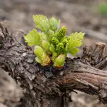 Kaip padaryti, kad vynuogės duotų vaisių po staigių pavasario šalnų kaip-padaryti-kad-vynuoges-duotu-vaisiu-po-staigiu-pavasario-salnu.png