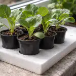 Kaip per vieną dieną išsaugoti ant palangės krentančius kopūstų daigus kaip-per-viena-diena-issaugoti-ant-palanges-krentancius-kopustu-daigus.png