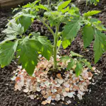 Kiaušinių lukštai išgelbės pomidorų daigus nuo žiedų puvinio ir dirvos rūgštėjimo kiausiniu-lukstai-isgelbes-pomidoru-daigus-nuo-ziedu-puvinio-ir-dirvos.png