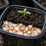 Kiaušinių lukštai vietoj keramzito padės išauginti stiprius daigus be papildomų išlaidų kiausiniu-lukstai-vietoj-keramzito-pades-isauginti-stiprius-daigus-be-papildomu.png