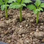 Kodėl patyrę sodininkai pavasarį sodina pomidorų daigus į prastą dirvą? kodel-patyre-sodininkai-pavasari-sodina-pomidoru-daigus-i-prasta-dirva.png