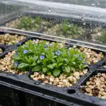 Švelnios lobelijos išsaugojimo nuo staigaus nudžiūvimo kasetėse paslaptis svelnios-lobelijos-issaugojimo-nuo-staigaus-nudziuvimo-kasetese-paslaptis.png